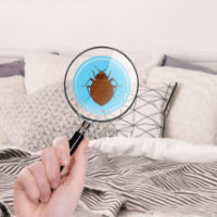 BedBugs BedBugs